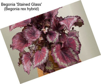 Begonia \'Stained Glass\' (Begonia rex hybrid)