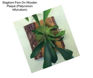 Staghorn Fern On Wooden Plaque (Platycerium bifurcatum)