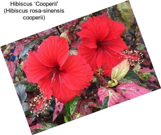 Hibiscus ‘Cooperii\' (Hibiscus rosa-sinensis cooperii)