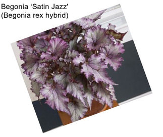 Begonia ‘Satin Jazz\' (Begonia rex hybrid)