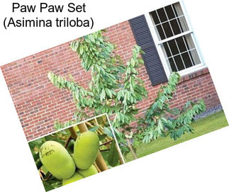 Paw Paw Set (Asimina triloba)