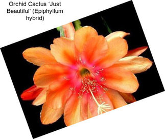 Orchid Cactus ‘Just Beautiful\' (Epiphyllum hybrid)