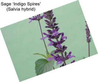 Sage ‘Indigo Spires\' (Salvia hybrid)