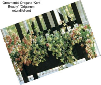 Ornamental Oregano ‘Kent Beauty\' (Origanum rotundifolium)