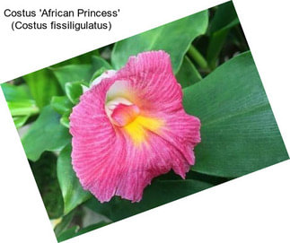 Costus \'African Princess\' (Costus fissiligulatus)