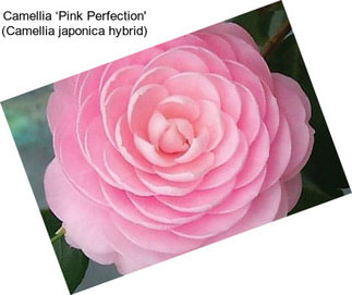 Camellia ‘Pink Perfection\' (Camellia japonica hybrid)