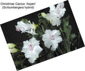 Christmas Cactus ‘Aspen\' (Schlumbergera hybrid)