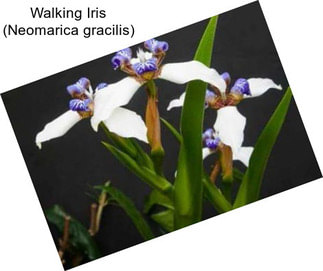 Walking Iris (Neomarica gracilis)