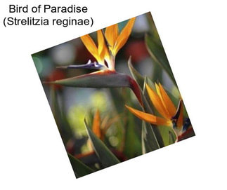 Bird of Paradise (Strelitzia reginae)