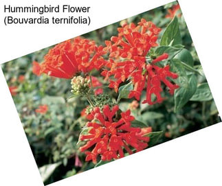 Hummingbird Flower (Bouvardia ternifolia)