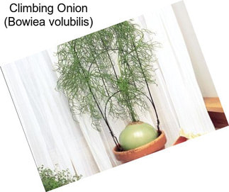 Climbing Onion (Bowiea volubilis)