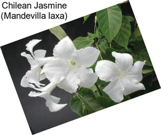 Chilean Jasmine (Mandevilla laxa)