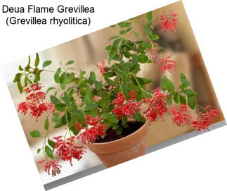 Deua Flame Grevillea (Grevillea rhyolitica)