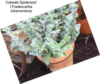 Cobweb Spiderwort (Tradescantia sillamontana)