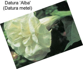 Datura ‘Alba\' (Datura metel)