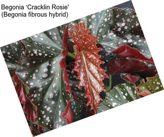 Begonia ‘Cracklin Rosie\' (Begonia fibrous hybrid)
