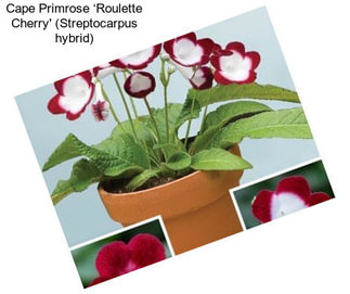 Cape Primrose ‘Roulette Cherry\' (Streptocarpus hybrid)
