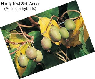 Hardy Kiwi Set \'Anna\' (Actinidia hybrids)