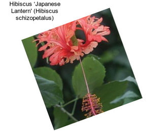 Hibiscus ‘Japanese Lantern\' (Hibiscus schizopetalus)