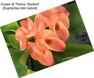 Crown of Thorns ‘Sunkist\' (Euphorbia milii hybrid)