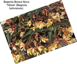 Begonia Bossa Nova ‘Yellow\' (Begonia boliviensis)