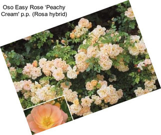 Oso Easy Rose ‘Peachy Cream\' p.p. (Rosa hybrid)