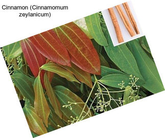 Cinnamon (Cinnamomum zeylanicum)