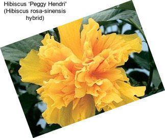 Hibiscus ‘Peggy Hendri\' (Hibiscus rosa-sinensis hybrid)