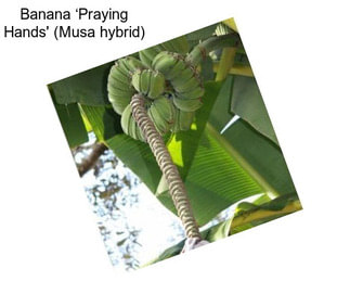 Banana ‘Praying Hands\' (Musa hybrid)