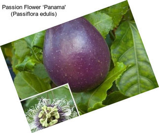 Passion Flower ‘Panama\' (Passiflora edulis)