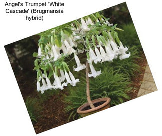 Angel\'s Trumpet ‘White Cascade\' (Brugmansia hybrid)