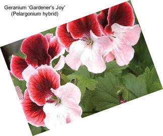 Geranium ‘Gardener\'s Joy\' (Pelargonium hybrid)