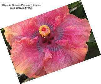 Hibiscus ‘Sonny\'s Passion\' (Hibiscus rosa-sinensis hybrid)