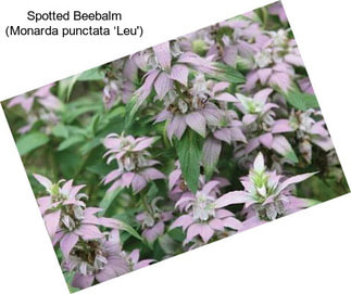 Spotted Beebalm (Monarda punctata ‘Leu\')