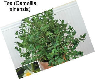 Tea (Camellia sinensis)