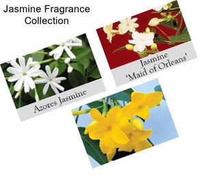 Jasmine Fragrance Collection