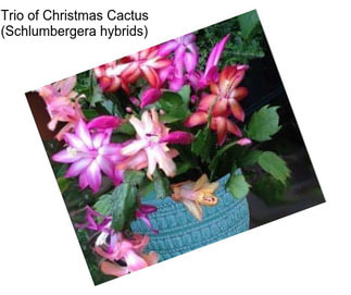 Trio of Christmas Cactus (Schlumbergera hybrids)