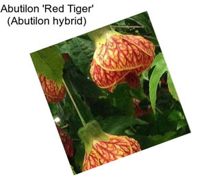 Abutilon \'Red Tiger\' (Abutilon hybrid)