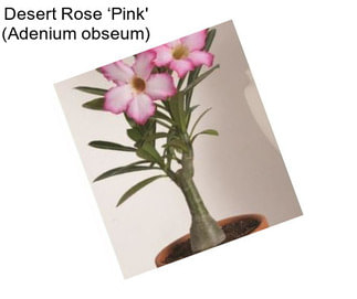 Desert Rose ‘Pink\' (Adenium obseum)