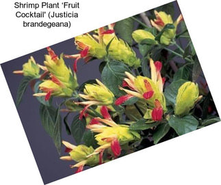 Shrimp Plant ‘Fruit Cocktail\' (Justicia brandegeana)