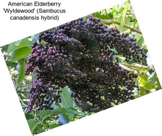 American Elderberry \'Wyldewood\' (Sambucus canadensis hybrid)
