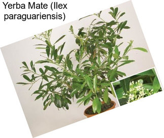 Yerba Mate (Ilex paraguariensis)