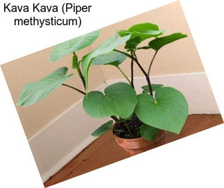 Kava Kava (Piper methysticum)