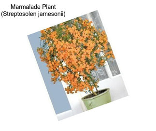 Marmalade Plant (Streptosolen jamesonii)