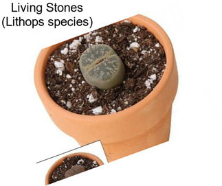 Living Stones (Lithops species)