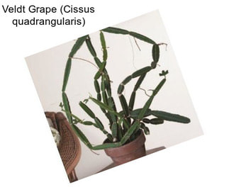 Veldt Grape (Cissus quadrangularis)