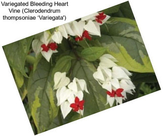 Variegated Bleeding Heart Vine (Clerodendrum thompsoniae ‘Variegata\')