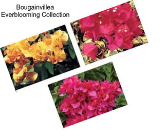 Bougainvillea Everblooming Collection