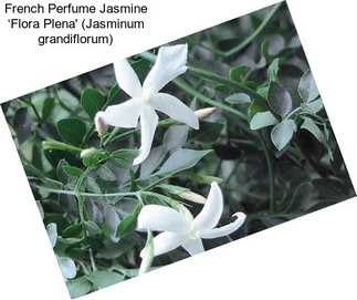 French Perfume Jasmine ‘Flora Plena\' (Jasminum grandiflorum)