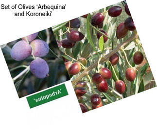 Set of Olives ‘Arbequina\' and Koroneiki\'